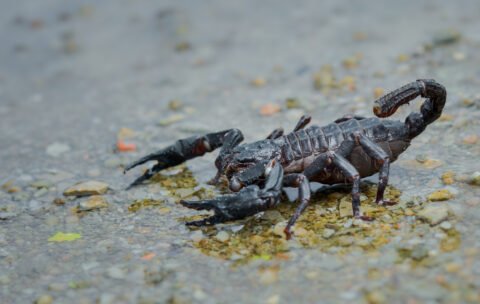 Curso de Animales Ponzoñosos